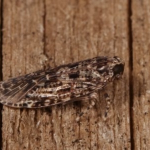 Dipsiathus pallidifrons at Melba, ACT - 19 Nov 2020