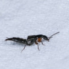 Staphylinidae (family) (Rove beetle) at Melba, ACT - 19 Nov 2020 by kasiaaus