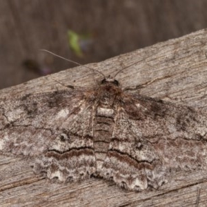 Cleora (genus) at Melba, ACT - 19 Nov 2020