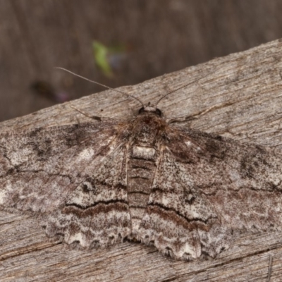 Cleora (genus) (A Looper Moth) at Melba, ACT - 19 Nov 2020 by kasiaaus