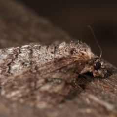 Cleora (genus) at Melba, ACT - 19 Nov 2020 09:31 PM