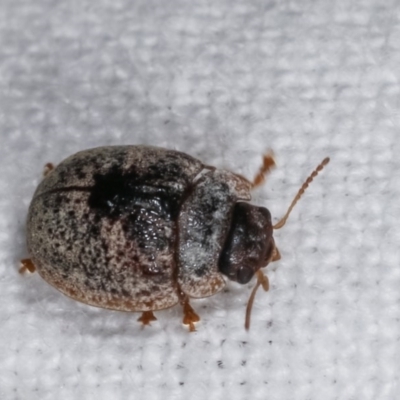 Trachymela sp. (genus) (Brown button beetle) at Melba, ACT - 19 Nov 2020 by kasiaaus