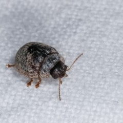 Trachymela sp. (genus) at Melba, ACT - 19 Nov 2020