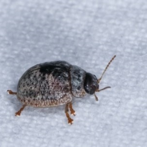 Trachymela sp. (genus) at Melba, ACT - 19 Nov 2020