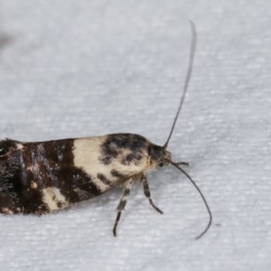 Eupselia aristonica at Melba, ACT - 19 Nov 2020