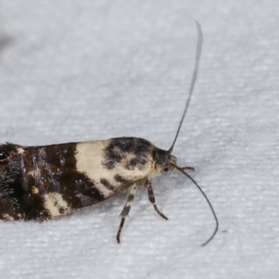 Eupselia aristonica (A Twig Moth) at Melba, ACT - 19 Nov 2020 by kasiaaus