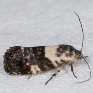 Eupselia aristonica at Melba, ACT - 19 Nov 2020