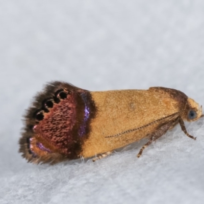 Eupselia satrapella and similar species (An Hypertrophid moth) at Melba, ACT - 19 Nov 2020 by kasiaaus