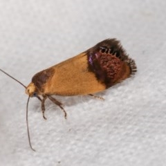 Eupselia satrapella and similar species at Melba, ACT - 19 Nov 2020