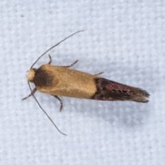 Eupselia satrapella and similar species at Melba, ACT - 19 Nov 2020