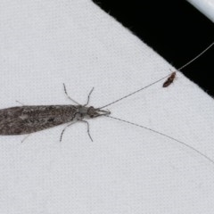 Leptoceridae sp. (family) at Melba, ACT - 19 Nov 2020