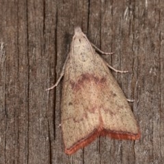 Callionyma sarcodes (A Galleriinae moth) at Melba, ACT - 19 Nov 2020 by kasiaaus