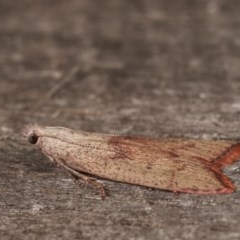 Callionyma sarcodes at Melba, ACT - 19 Nov 2020 09:40 PM