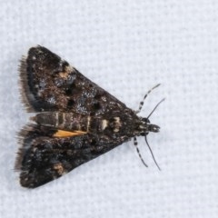 Heliothela ophideresana (A Crambid Moth (Scopariinae)) at Melba, ACT - 19 Nov 2020 by kasiaaus
