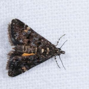 Heliothela ophideresana at Melba, ACT - 19 Nov 2020