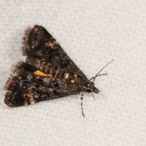 Heliothela ophideresana at Melba, ACT - 19 Nov 2020