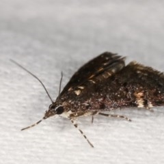 Heliothela ophideresana at Melba, ACT - 19 Nov 2020