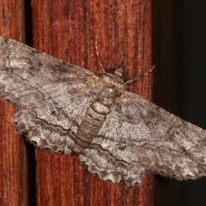 Cleora (genus) at Melba, ACT - 19 Nov 2020 09:44 PM