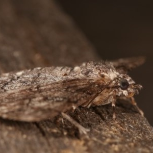 Cleora (genus) at Melba, ACT - 19 Nov 2020