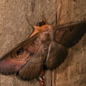 Dasypodia selenophora at Melba, ACT - 19 Nov 2020