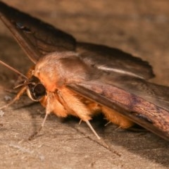 Dasypodia selenophora at Melba, ACT - 19 Nov 2020