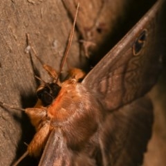 Dasypodia selenophora at Melba, ACT - 19 Nov 2020