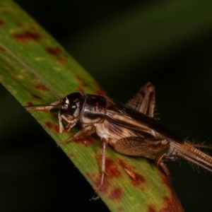 Lepidogryllus sp. (genus) at Melba, ACT - 19 Nov 2020