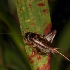 Lepidogryllus sp. (genus) at Melba, ACT - 19 Nov 2020