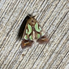 Cosmodes elegans (Green Blotched Moth) at Pialligo, ACT - 20 Dec 2020 by FeralGhostbat