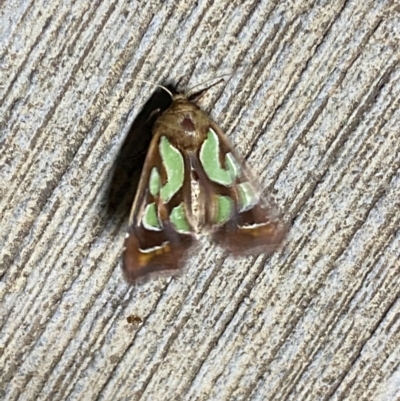Cosmodes elegans (Green Blotched Moth) at Pialligo, ACT - 19 Dec 2020 by Ghostbat