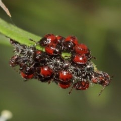 Pentatomidae (family) (Shield or Stink bug) at Acton, ACT - 18 Dec 2020 by TimL