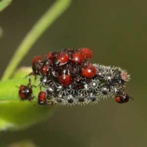 Pentatomidae (family) at Acton, ACT - 18 Dec 2020