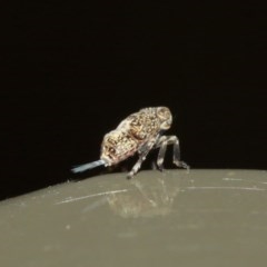 Cicadellidae (family) (Unidentified leafhopper) at Acton, ACT - 18 Dec 2020 by TimL