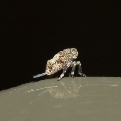 Cicadellidae (family) (Unidentified leafhopper) at Acton, ACT - 18 Dec 2020 by TimL