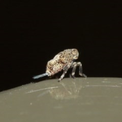Unidentified Leafhopper & planthopper (Hemiptera, several families) (TBC) at Acton, ACT - 18 Dec 2020 by TimL