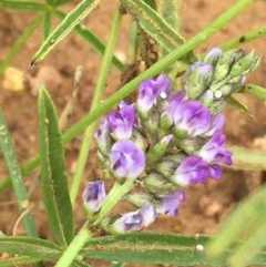 Cullen tenax (Tough Scurf-Pea) at Mount Ainslie - 19 Dec 2020 by JaneR