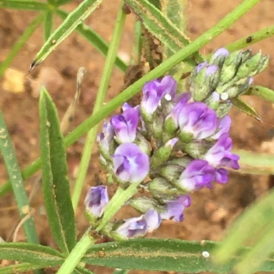 Cullen tenax (Tough Scurf-Pea) at Campbell, ACT - 19 Dec 2020 by JaneR