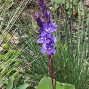 Veronica perfoliata at Cotter River, ACT - 18 Dec 2020