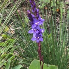 Veronica perfoliata (Digger's Speedwell) at Cotter River, ACT - 18 Dec 2020 by KMcCue