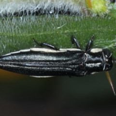 Agrilus hypoleucus (Hypoleucus jewel beetle) at Mount Ainslie - 16 Dec 2020 by jb2602