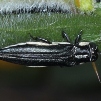 Agrilus hypoleucus (Hypoleucus jewel beetle) at Ainslie, ACT - 16 Dec 2020 by jb2602