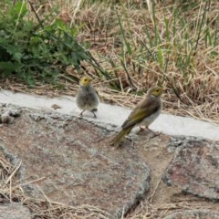 Ptilotula penicillata (White-plumed Honeyeater) at Throsby, ACT - 19 Dec 2020 by davobj