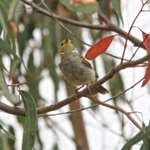 Ptilotula penicillata at Throsby, ACT - 20 Dec 2020 07:41 AM