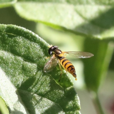 Sphaerophoria sp. (genus) (A hoverfly) at Higgins, ACT - 20 Dec 2020 by AlisonMilton