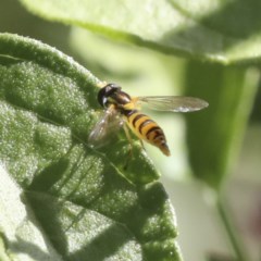 Sphaerophoria sp. (genus) at Higgins, ACT - 20 Dec 2020