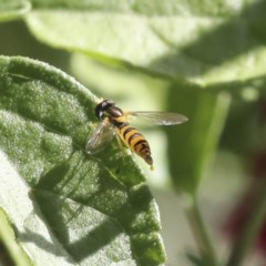 Sphaerophoria sp. (genus) at Higgins, ACT - 20 Dec 2020