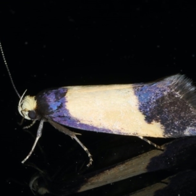 Eulechria heliophanes (A Concealer moth) at Ainslie, ACT - 16 Dec 2020 by jb2602