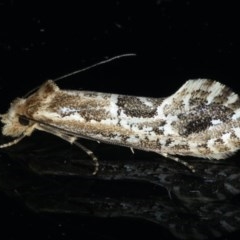 Moerarchis inconcisella (A tineid moth) at Ainslie, ACT - 16 Dec 2020 by jbromilow50