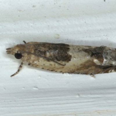 Crocidosema plebejana (Cotton Tipworm Moth) at Ainslie, ACT - 16 Dec 2020 by jb2602