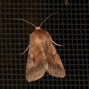 Helicoverpa (genus) at Melba, ACT - 19 Nov 2020